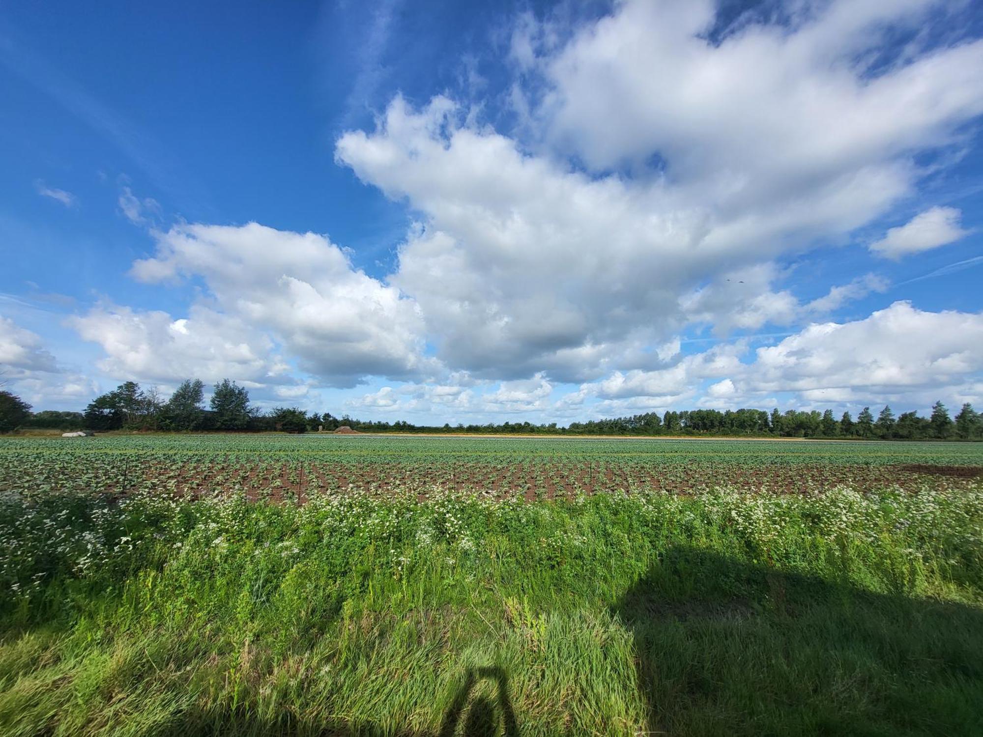 Huisje Mina Vrouwenpolder Exteriör bild